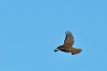 redwing, redwings, thrushes-4